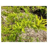 Lot of (2) Forsythia - Gold Tide #5 Grow Bag