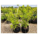 Lot of (2) Elderberry - Golden #10 Grow Bag