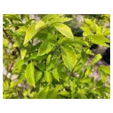 Lot of (2) Elderberry - Golden #10 Grow Bag