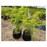 Lot of (2) Elderberry - Golden #10 Grow Bag