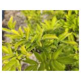 Lot of (2) Elderberry - Golden #10 Grow Bag