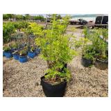 Lot of (2) Elderberry - Golden #10 Grow Bag