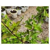 Lot of (3) Hydrangea - Berry White - First Edition #2 Pot