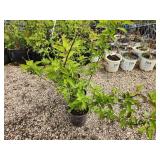 Lot of (3) Hydrangea - Berry White - First Edition #2 Pot