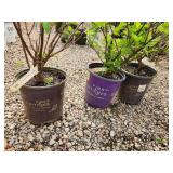 Lot of (3) Hydrangea - Berry White - First Edition #2 Pot