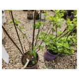 Lot of (3) Hydrangea - Berry White - First Edition #2 Pot