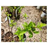 Lot of (3) Hydrangea - Bobo - Proven Winners #2 Pot