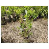 Lot of (3) Hydrangea - Bobo - Proven Winners #2 Pot