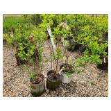 Lot of (3) Hydrangea - Bobo - Proven Winners #2 Pot