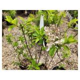 Lot of (3) Hydrangea - Bobo - Proven Winners #2 Pot