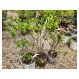 Lot of (3) Hydrangea - Bobo - Proven Winners #2 Pot