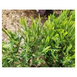 Lot of (5) Hypericum - Cobalt-n-Gold - First Edition #2 Pot