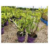 Lot of (3) Hydrangea - Diamond Rouge - First Edition #2 Pot