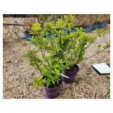 Lot of (3) Hydrangea - Diamond Rouge - First Edition #2 Pot