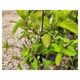 Lot of (3) Hydrangea - Diamond Rouge - First Edition #2 Pot