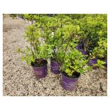 Lot of (3) Hydrangea - Diamond Rouge - First Edition #2 Pot