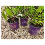 Lot of (3) Hydrangea - Diamond Rouge - First Edition #2 Pot