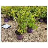 Lot of (3) Hydrangea - Diamond Rouge - First Edition #2 Pot