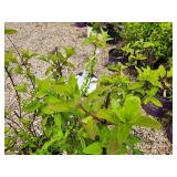 Lot of (3) Hydrangea - Diamond Rouge - First Edition #2 Pot