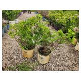 Lot of (3) Hydrangea - Little Lime - Proven Winners #3 Pot
