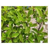 Lot of (3) Hydrangea - Little Lime - Proven Winners #3 Pot