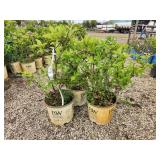 Lot of (3) Hydrangea - Little Lime - Proven Winners #3 Pot