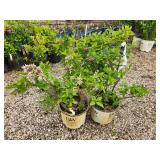 Lot of (3) Hydrangea - Little Lime - Proven Winners #3 Pot