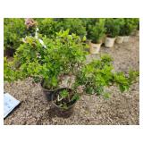 Lot of (2) Hydrangea - Strawberry Sundae - First Edition #3 Pot