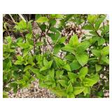 Lot of (2) Hydrangea - Strawberry Sundae - First Edition #3 Pot