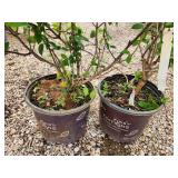 Lot of (2) Hydrangea - Strawberry Sundae - First Edition #3 Pot