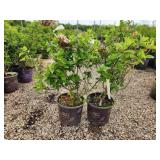 Lot of (2) Hydrangea - Strawberry Sundae - First Edition #3 Pot