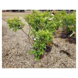 Lot of (2) Hydrangea - Strawberry Sundae - First Edition #3 Pot