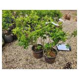 Lot of (2) Hydrangea - Strawberry Sundae - First Edition #3 Pot