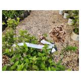 Lot of (2) Hydrangea - Strawberry Sundae - First Edition #3 Pot