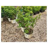 Lot of (2) Hydrangea - Little Quick Fire - Proven Winners #3 Pot