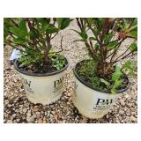 Lot of (3) Hydrangea - White Diamonds - First Edition #3 Pot