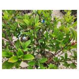 Lot of (2) Lilac - Tinkerbelle #5 Pot