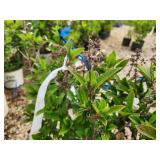 Lot of (2) Lilac - Tinkerbelle #5 Pot