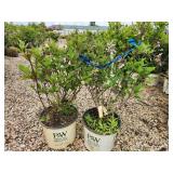 Lot of (2) Hydrangea - Little Quick Fire - Proven Winners #3 Pot