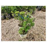 Lot of (2) Hydrangea - Little Quick Fire - Proven Winners #3 Pot