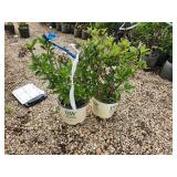 Lot of (2) Hydrangea - Little Quick Fire - Proven Winners #3 Pot