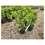 Lot of (3) Hydrangea - White Diamonds - First Edition #3 Pot