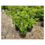 Lot of (3) Hydrangea - White Diamonds - First Edition #3 Pot