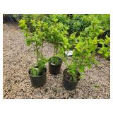 Lot of (3) Hydrangea - White Diamonds - First Edition #3 Pot