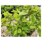 Lot of (3) Hydrangea - White Diamonds - First Edition #3 Pot