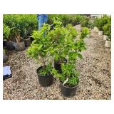 Lot of (2) Elderberry - Golden #10 Grow Bag