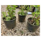 Lot of (3) Hydrangea - White Diamonds - First Edition #3 Pot