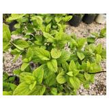 Lot of (3) Hydrangea - White Diamonds - First Edition #3 Pot