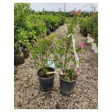 Lot of (2) Lilac - Tinkerbelle #5 Pot