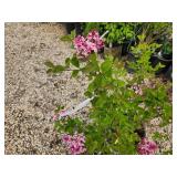 Lot of (2) Lilac - Tinkerbelle #5 Pot